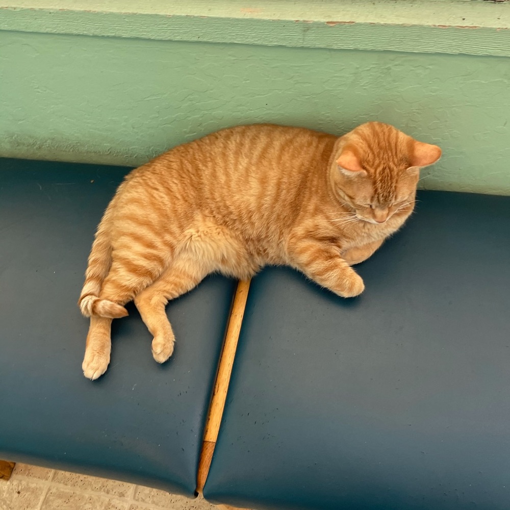 Meet your Posher, Ara